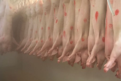 Schweine im Kühlraum
